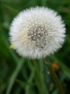 A dandelion is shown in the grass.